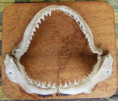 /products/celisti-zralok-belavy-carcharhinus-leucas/